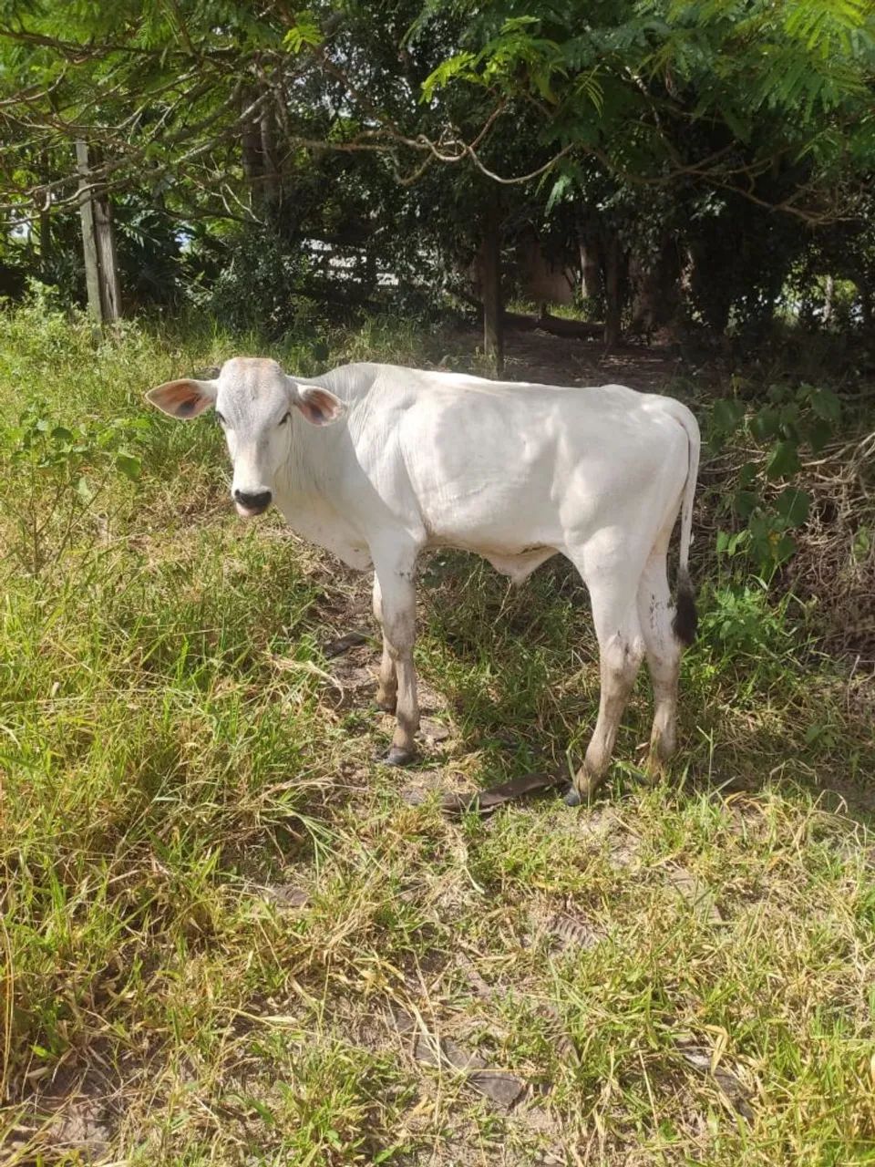 Bezerros desmamas  - Foto 2