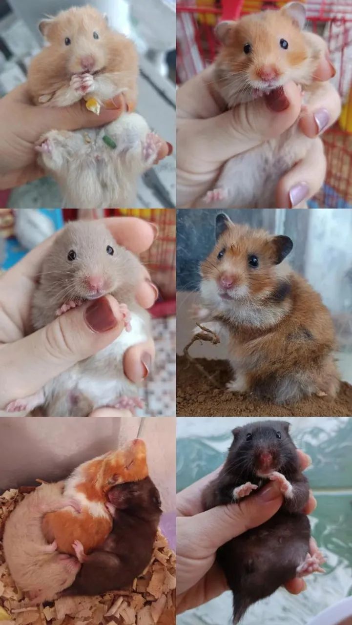 Hamster Sírio em Maceió 64169904305666123