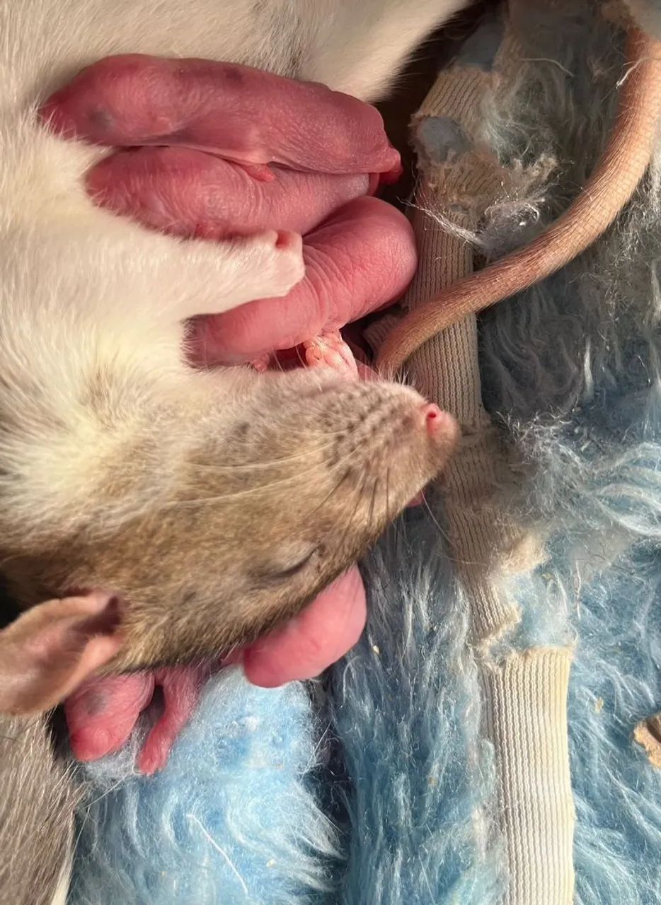 Filhotes de rato Twister  - Foto 2