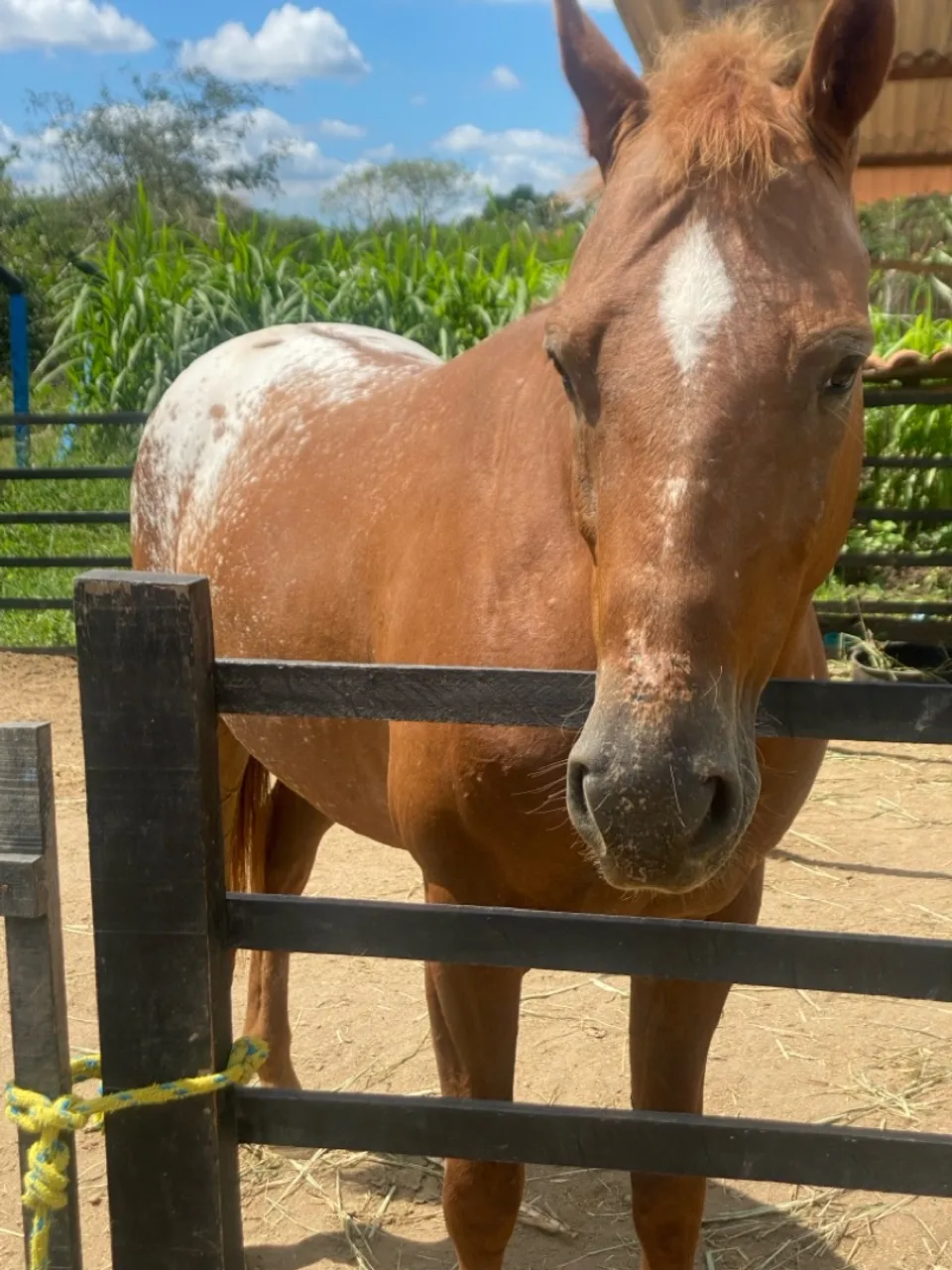 Cavalo Appaloosa à venda