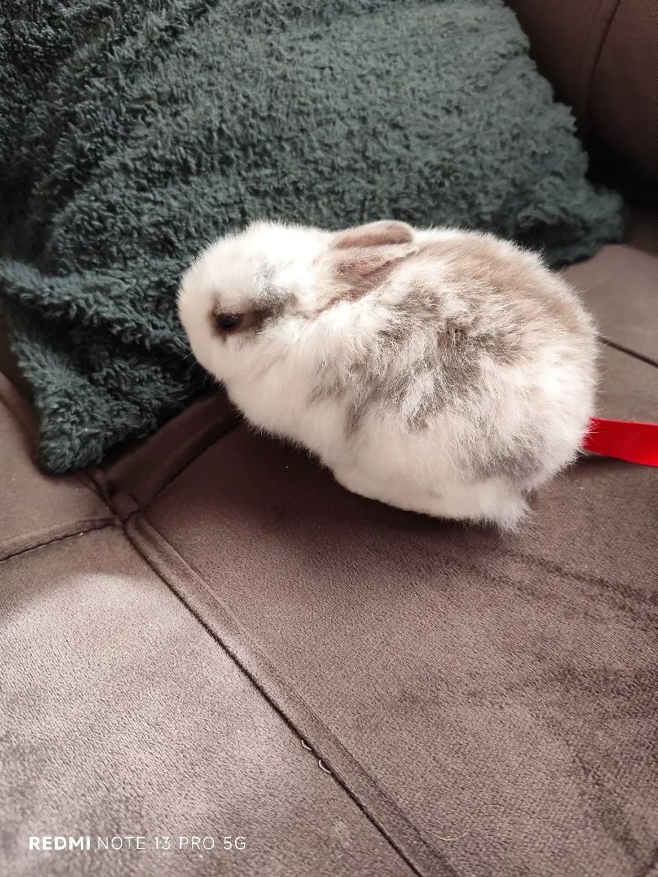 Coelhinho Mini Netherland Dwarf - Foto 2