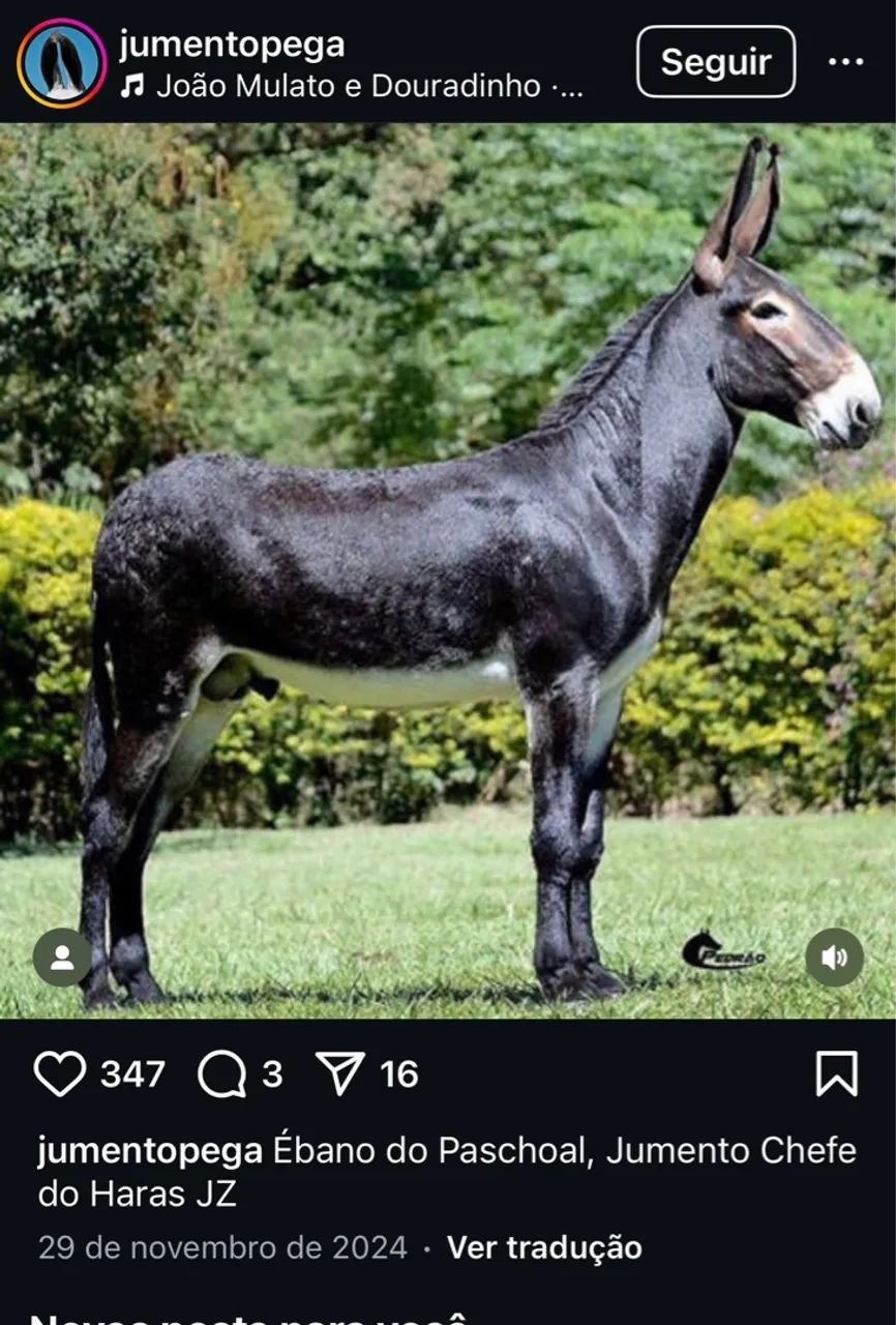 Burro de patrão manso para venda  - Foto 2
