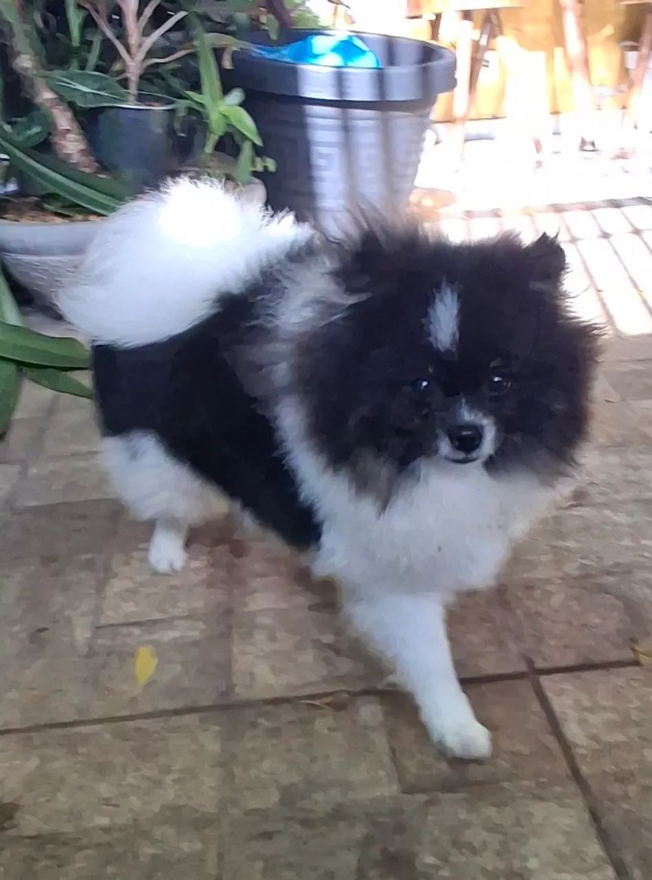 Filhote de Spitz Alemão Macho - Foto 3