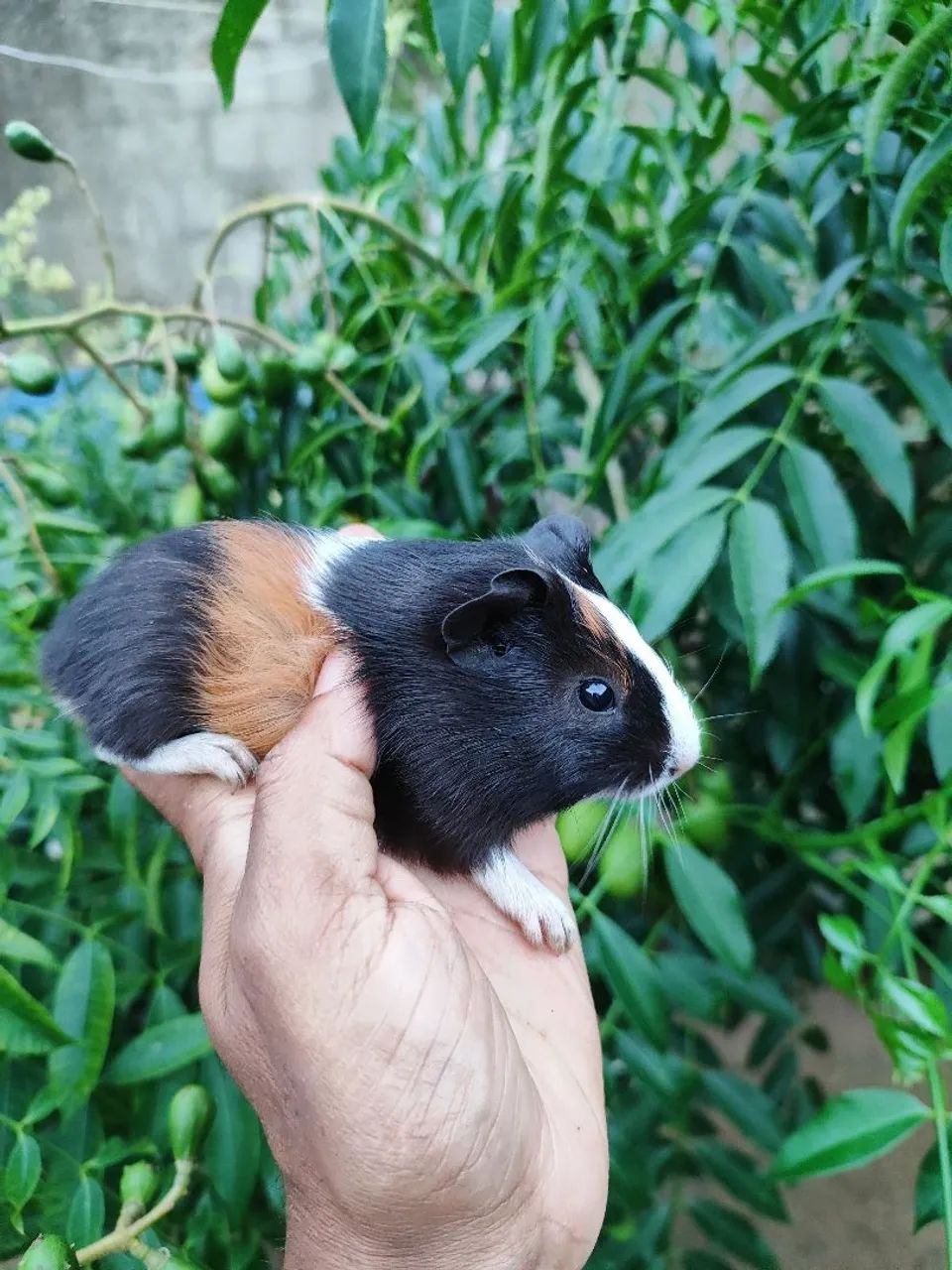 Porquinho da Índia-hamster e coelho - Foto 2