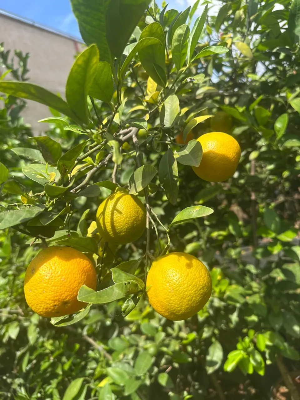 Frutíferas em promoção 3 mudas por 100,00 e 4 mudas especiais por 200,00