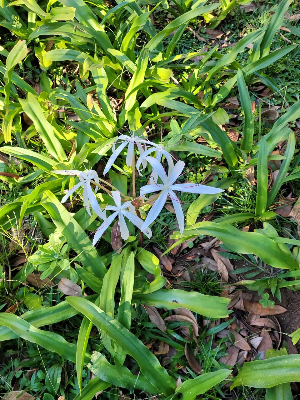 5 Bulbos de Plantas de Crinum