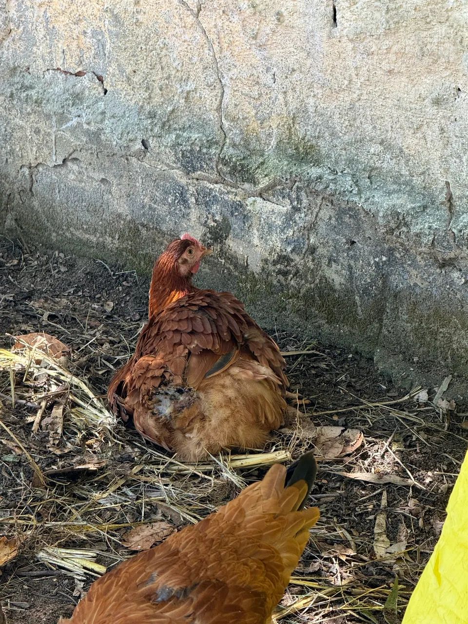 Franga Embrapa 051 - Foto 4