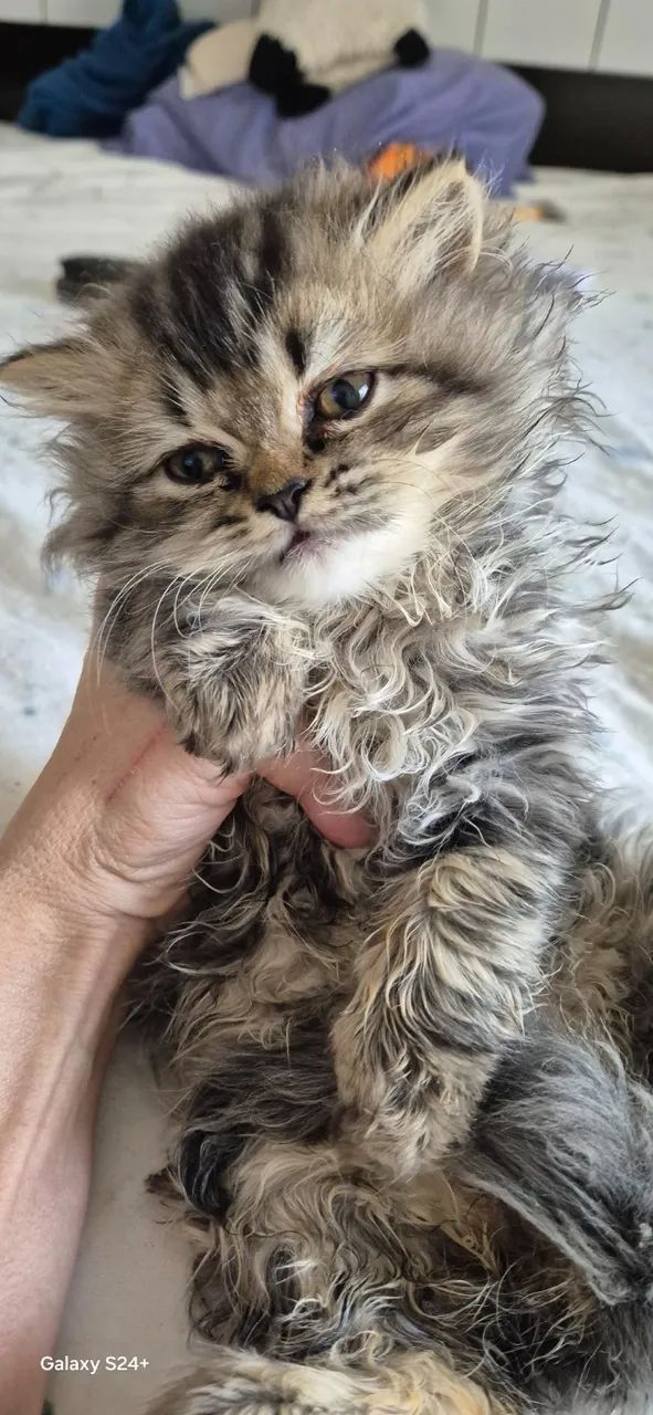 Gatinhos Persa em São Paulo  preço black Friday direto com criador. - Foto 5