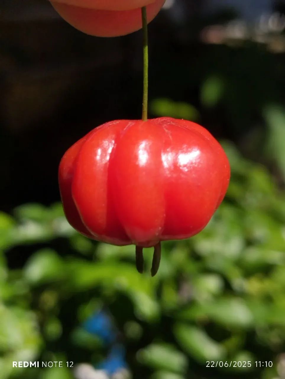 Midas de pitanga vermelha  - Foto 3
