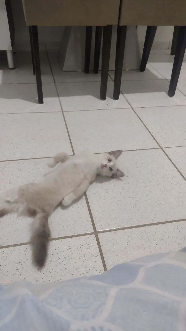 Gatinho lindo e carinhoso