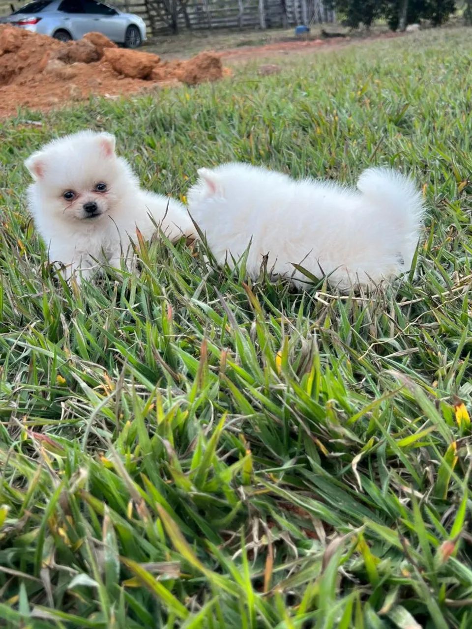 Filhotes de lulu da pomerania anão  - Foto 5