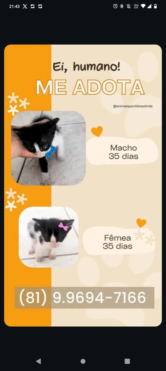 Gatinhos para adoção