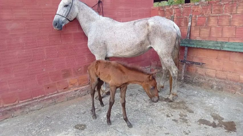 Vende-se Égua e potra mangalarga machador  - Foto 3