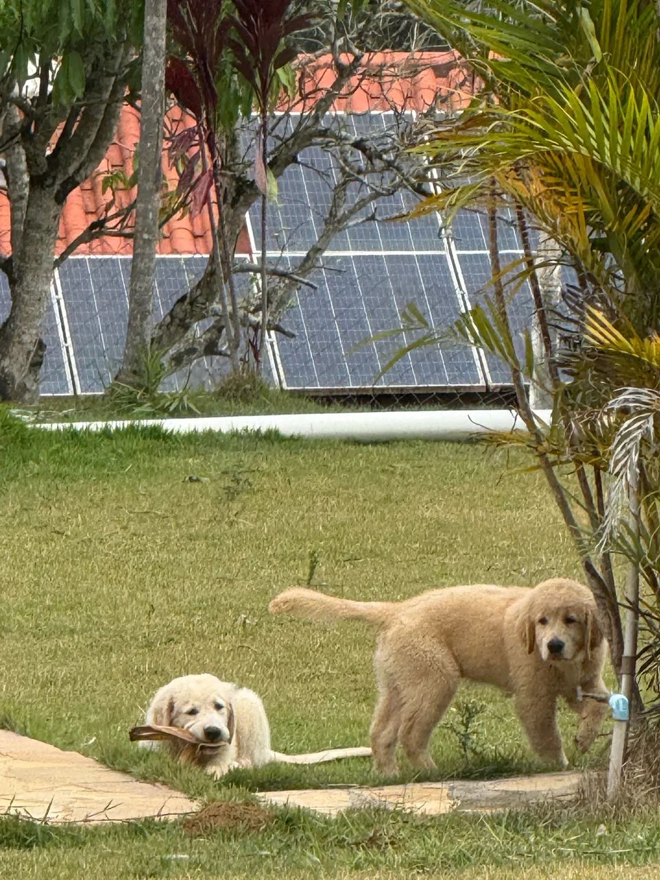 Golden 4 meses  - Foto 2