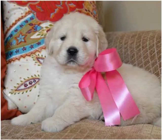 Golden Retriever Saudáveis e Felizes - Visite Nossa Loja