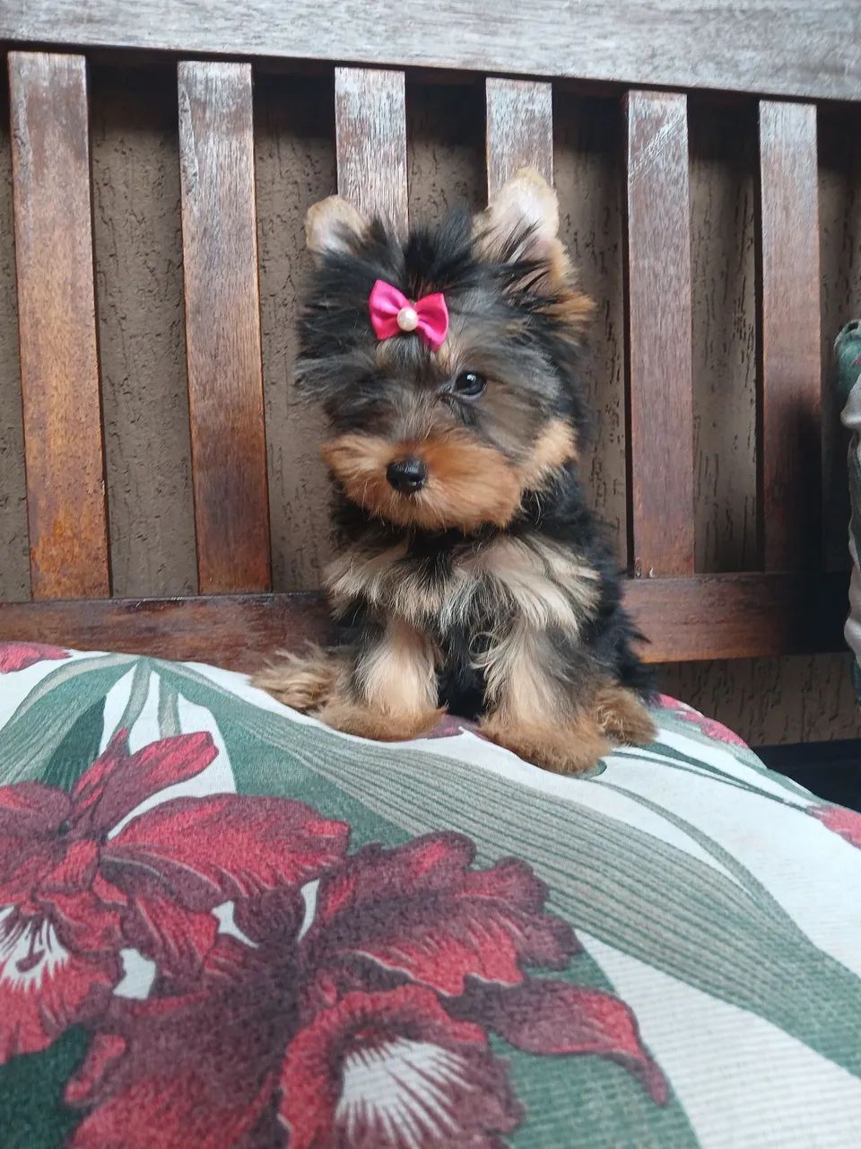 Yorkshire Terrier Mini Toy Olx Yorkshire Terrier Fêmea!! Já