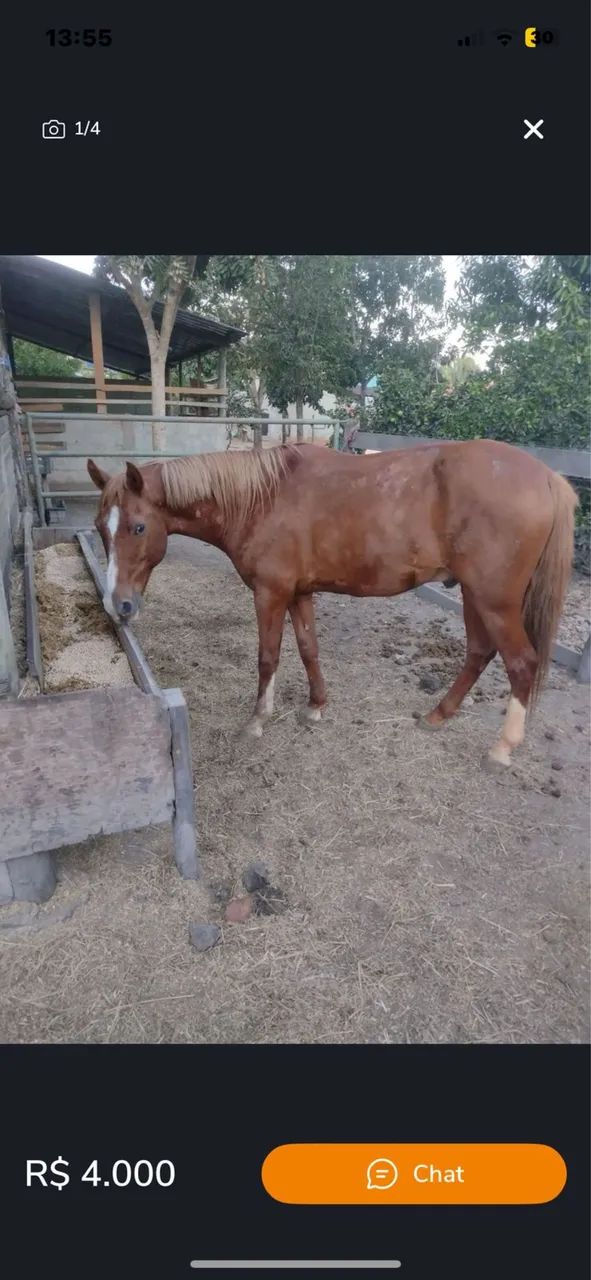 Vendo 2 égua e 1 cavalo