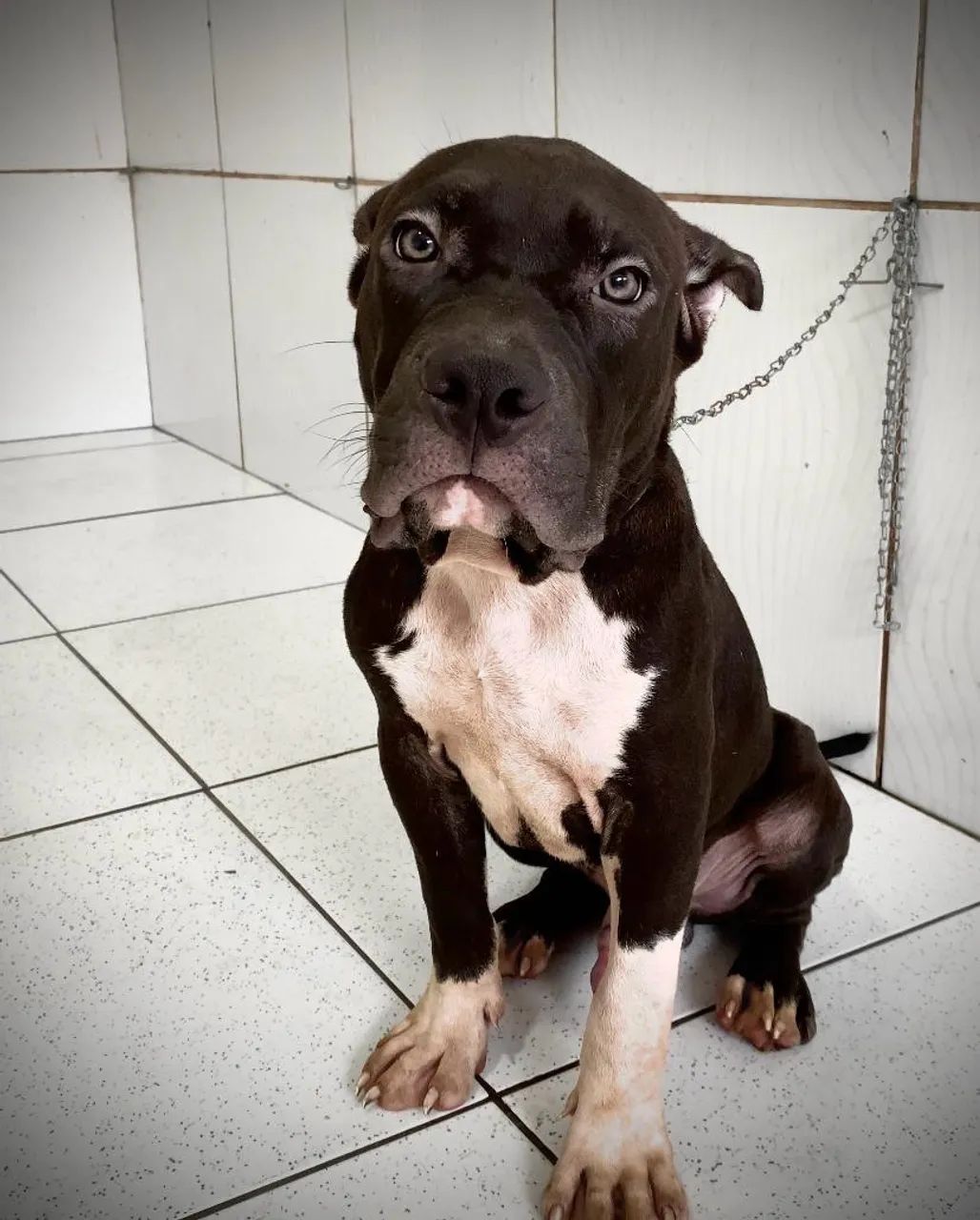 American Bully FILHOTE (PEDIGREE, MICROCHIP, VACINADO E VERMÍFUGADO) parcela em até 12x. - Foto 3