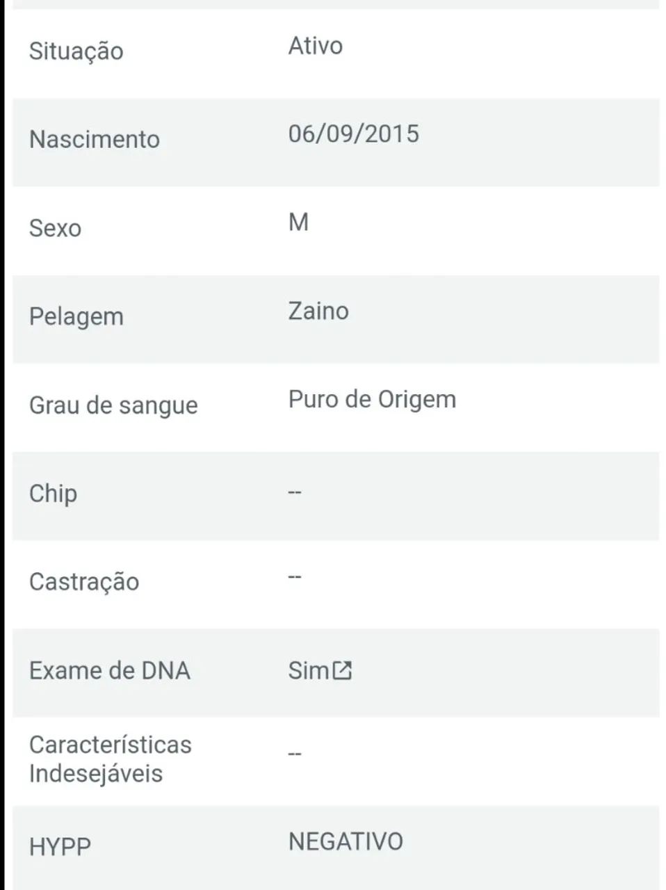 Cavalo Quarto de Milha PO com papel - Foto 6