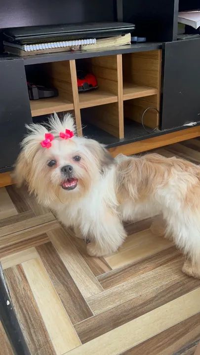 Doação de cachorro fêmea e macho lhasa apso - Foto 3