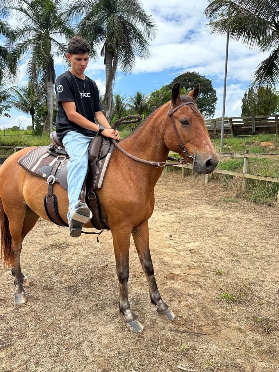 Cavalo castrado macha picada manso