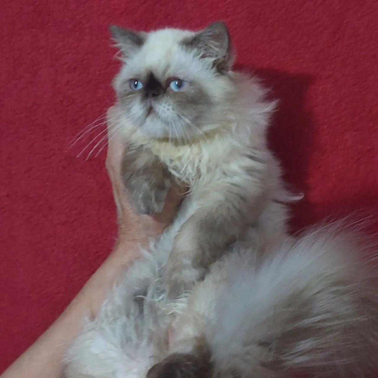 Persa macho com 4 mês com todas as vacinas  - Foto 5