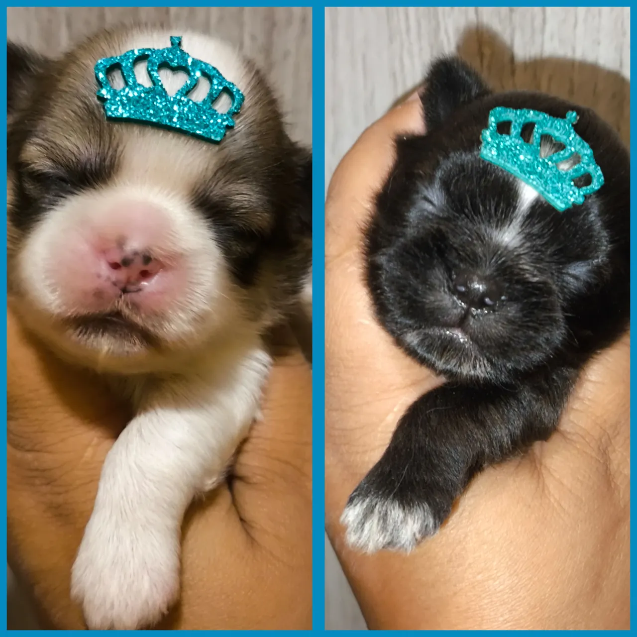 Shih tzu machos
