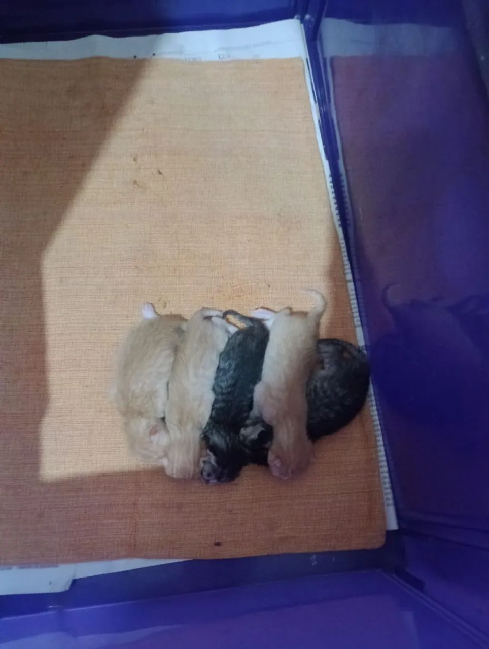 Lindos gatinhos para adoção