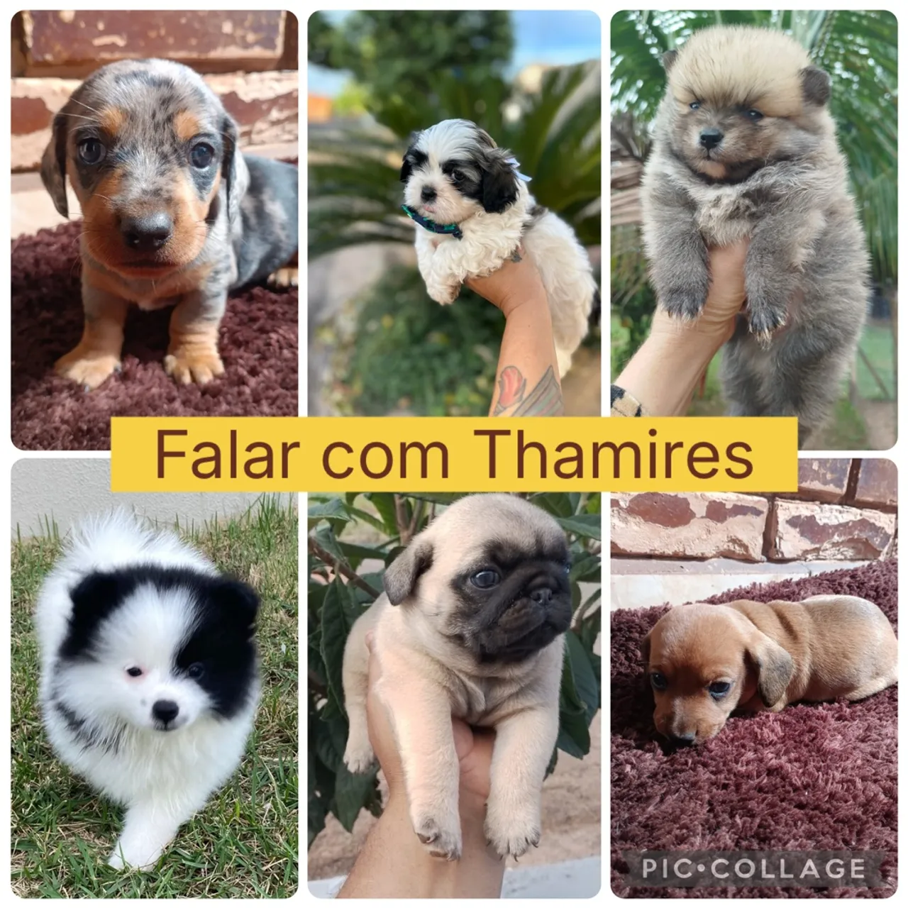 Filhotes fofos disponíveis - Diversas raças