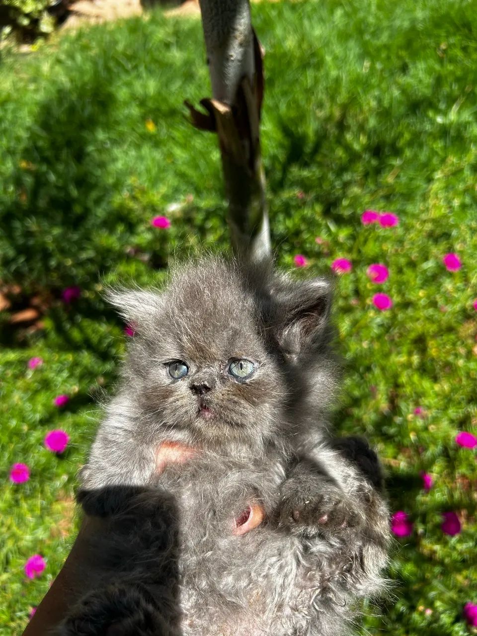 Persas machos e uma fêmea 