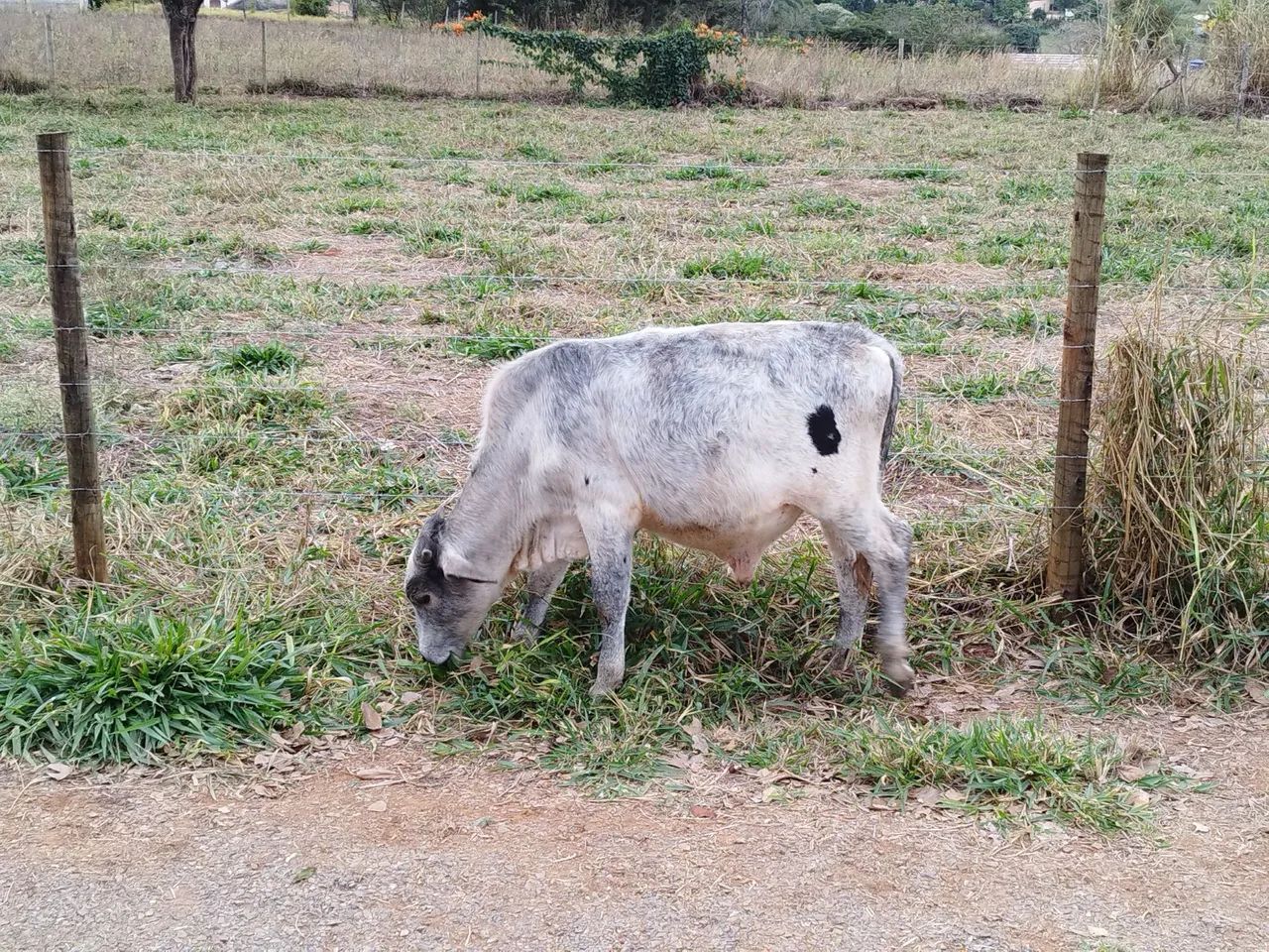 Bezerros Girolanda. - Foto 6