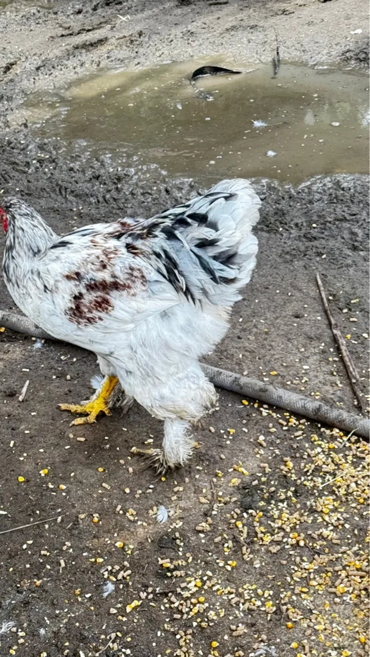 Galos Brahma