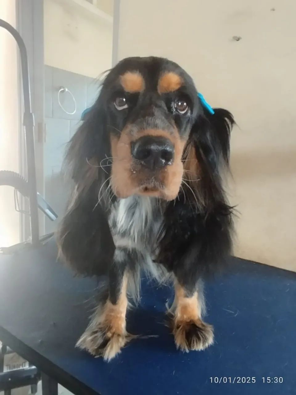 Filhotes de Cocker Spaniel - Foto 3