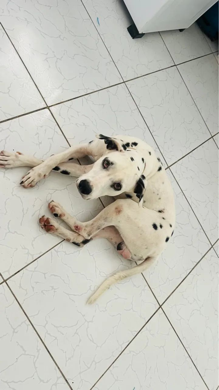 Dálmata puro para adoção - Foto 3