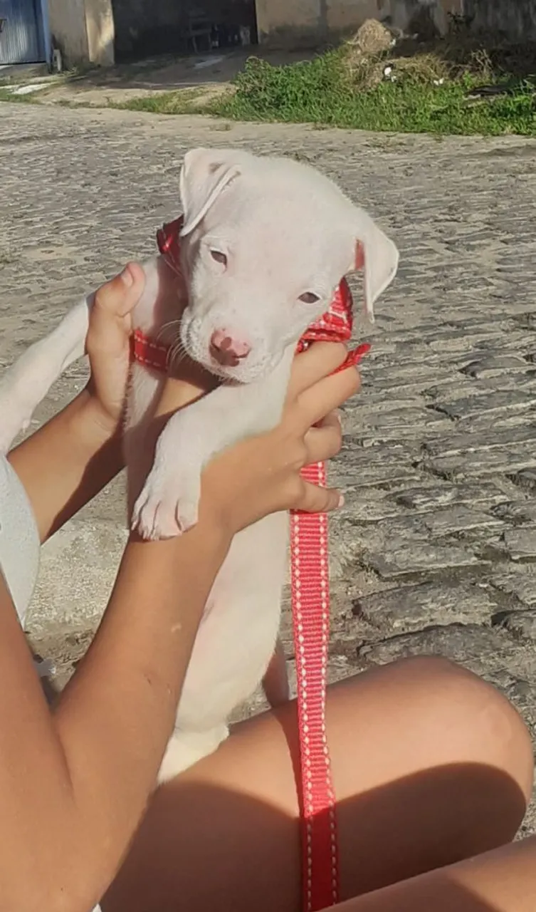 Filhote de Pitbull Branco para vender