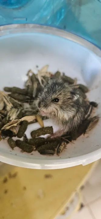 Hamsters - Filhotes e Adultos  - Foto 3