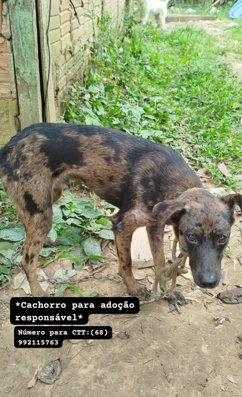 Adoção responsável