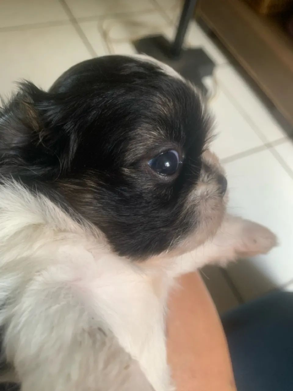 Lindo macho de shitzu mine lindo minúsculo cãozinho perfeito para casa è apartamento  - Foto 2