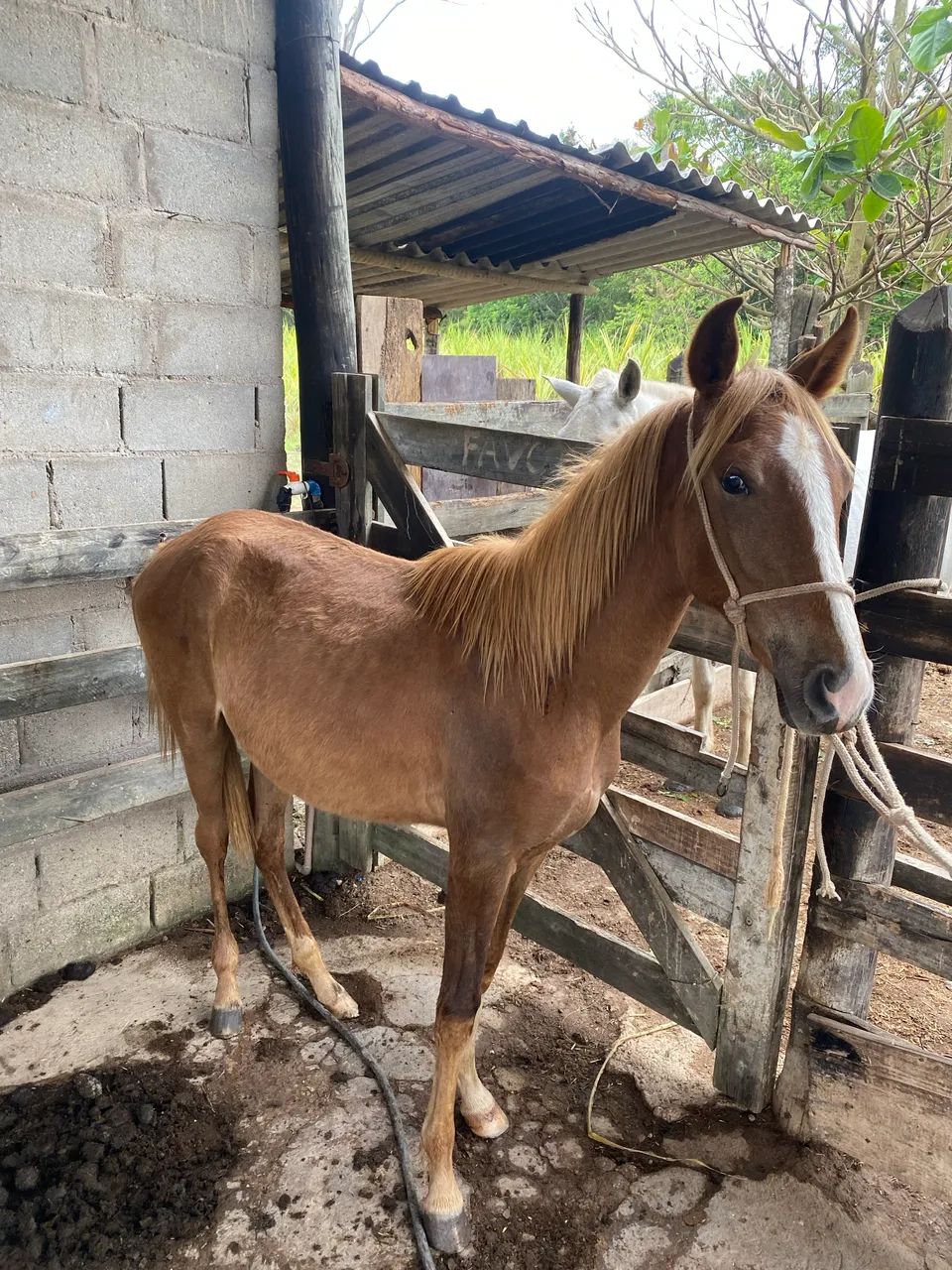 Potro neto do esteio de três corações  - Foto 2