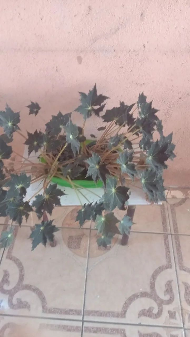 Planta em vaso de vidro com pedrinhas coloridas - Foto 6