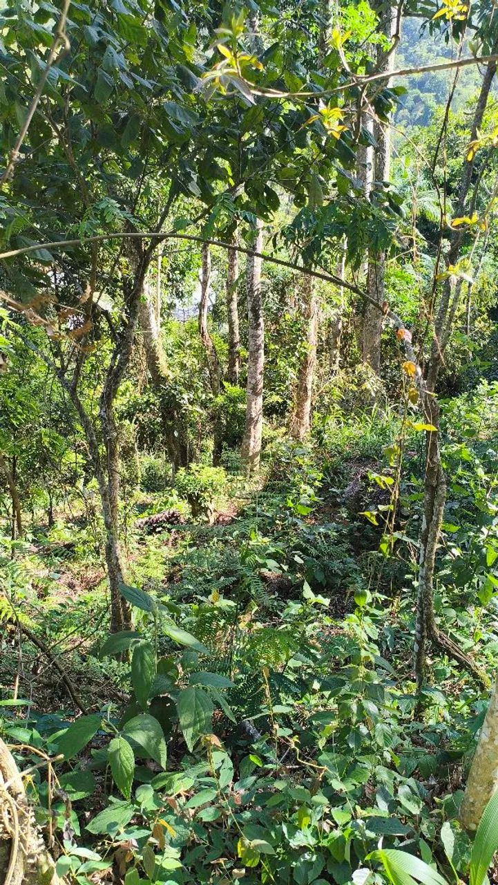 Terreno em Albuquerque! - Foto 4
