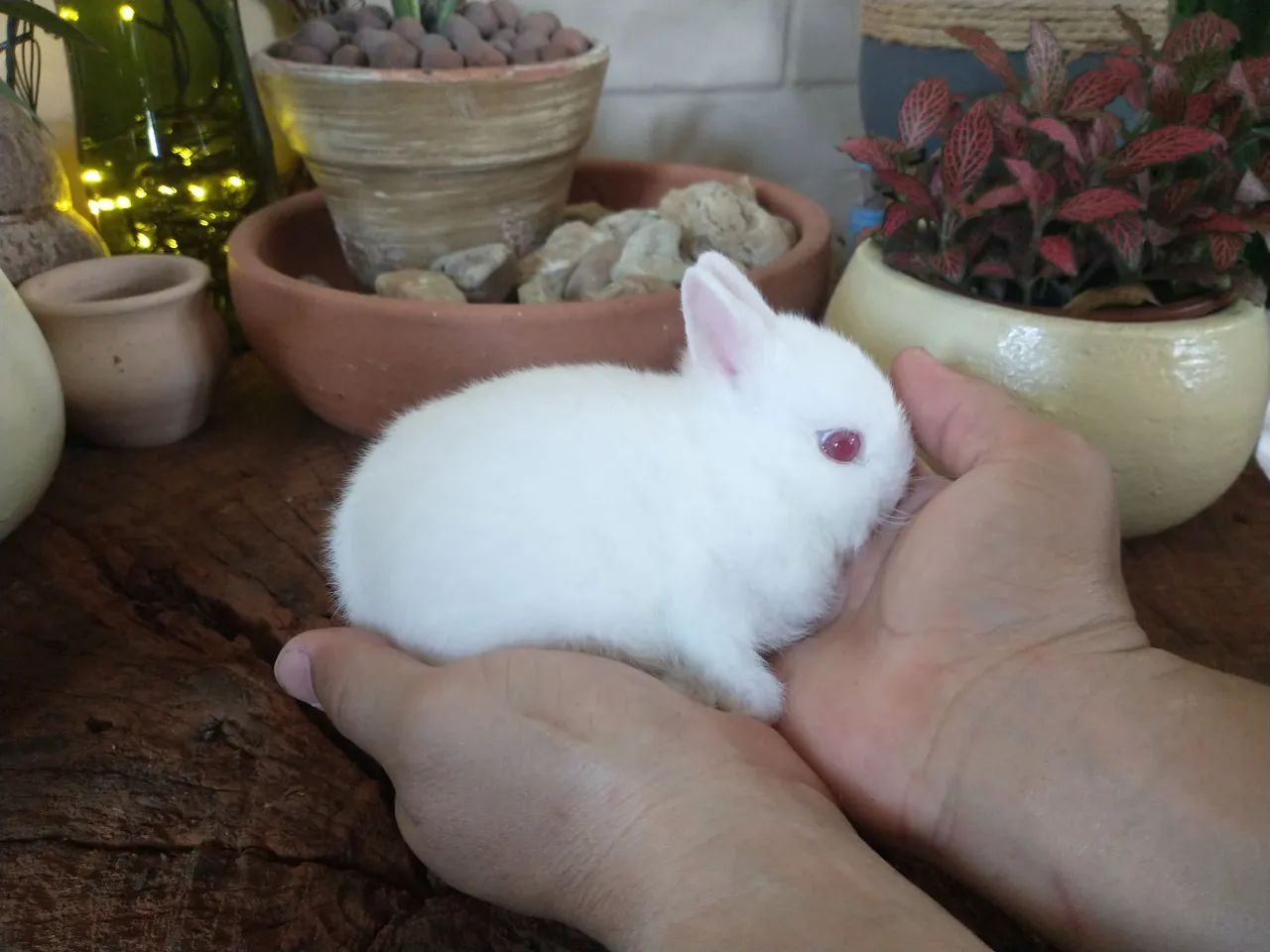 Vendo Coelho Netherlands Branco com olhos vermelhos 