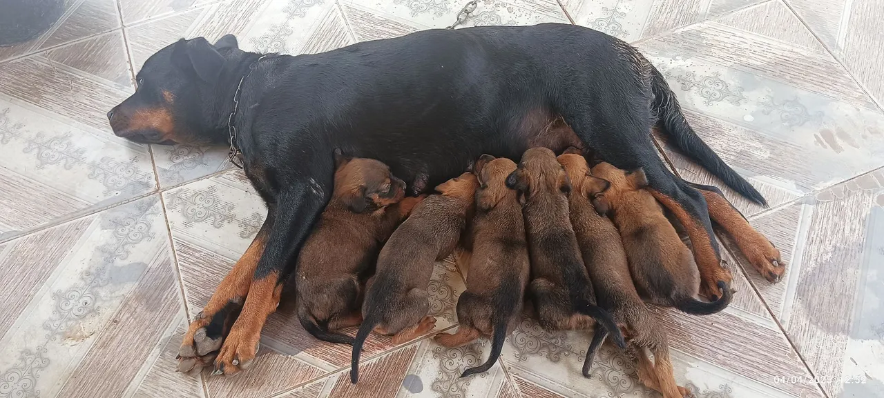 Filhotes de Rottweiler com labrador 