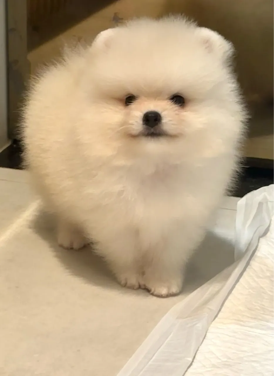 Filhotinho spitz