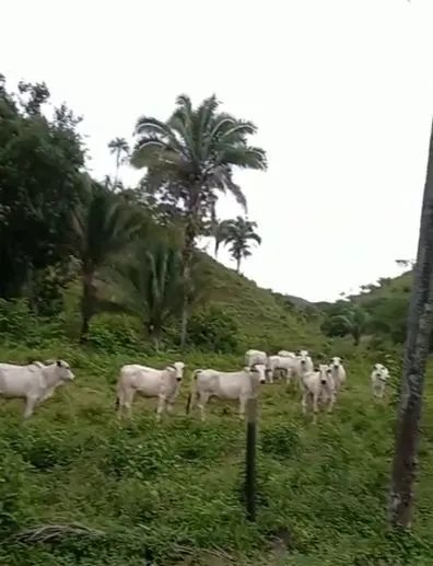 Fazenda DF/GO Planaltina  - Foto 5