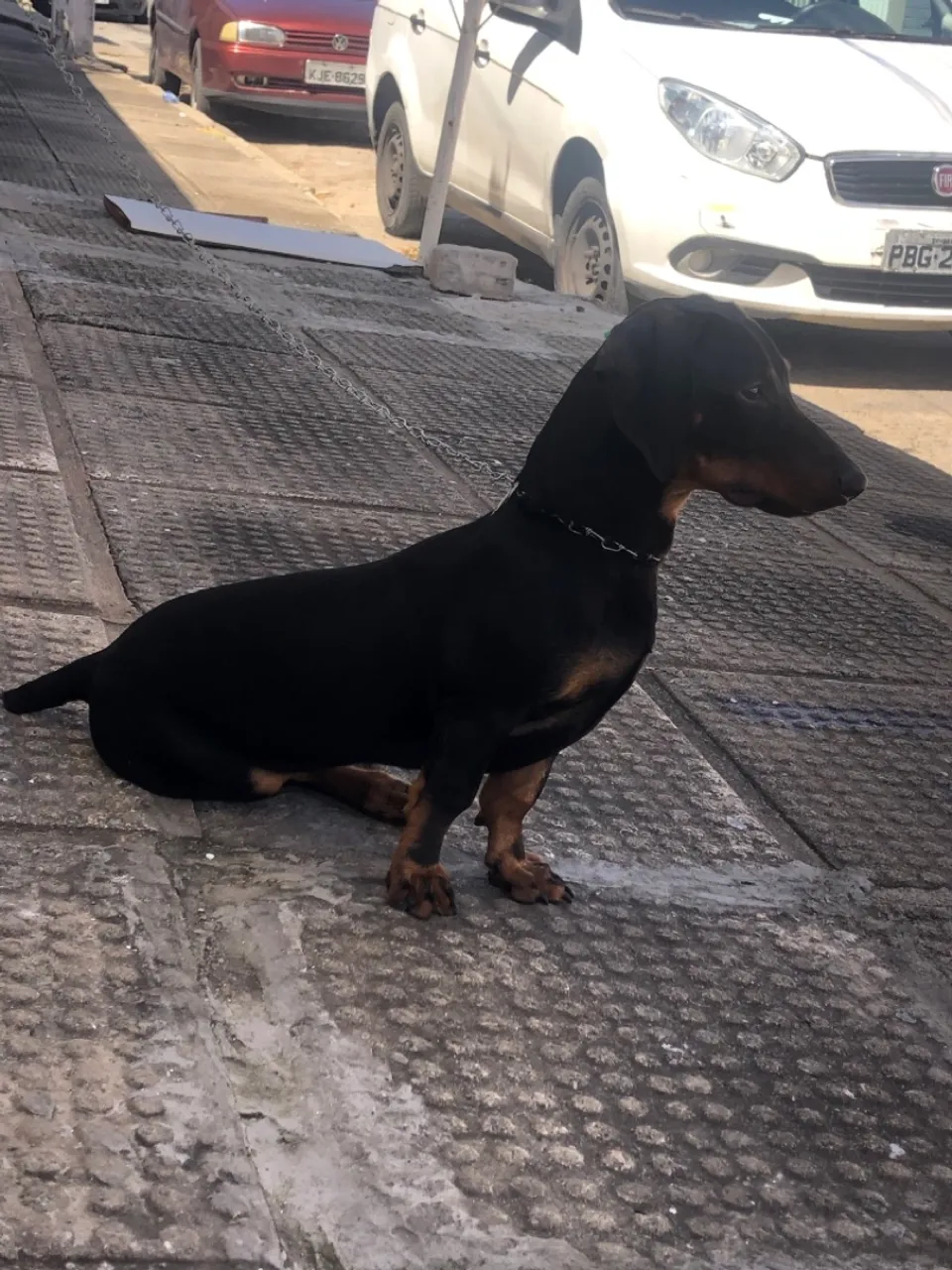 Salsicha 
