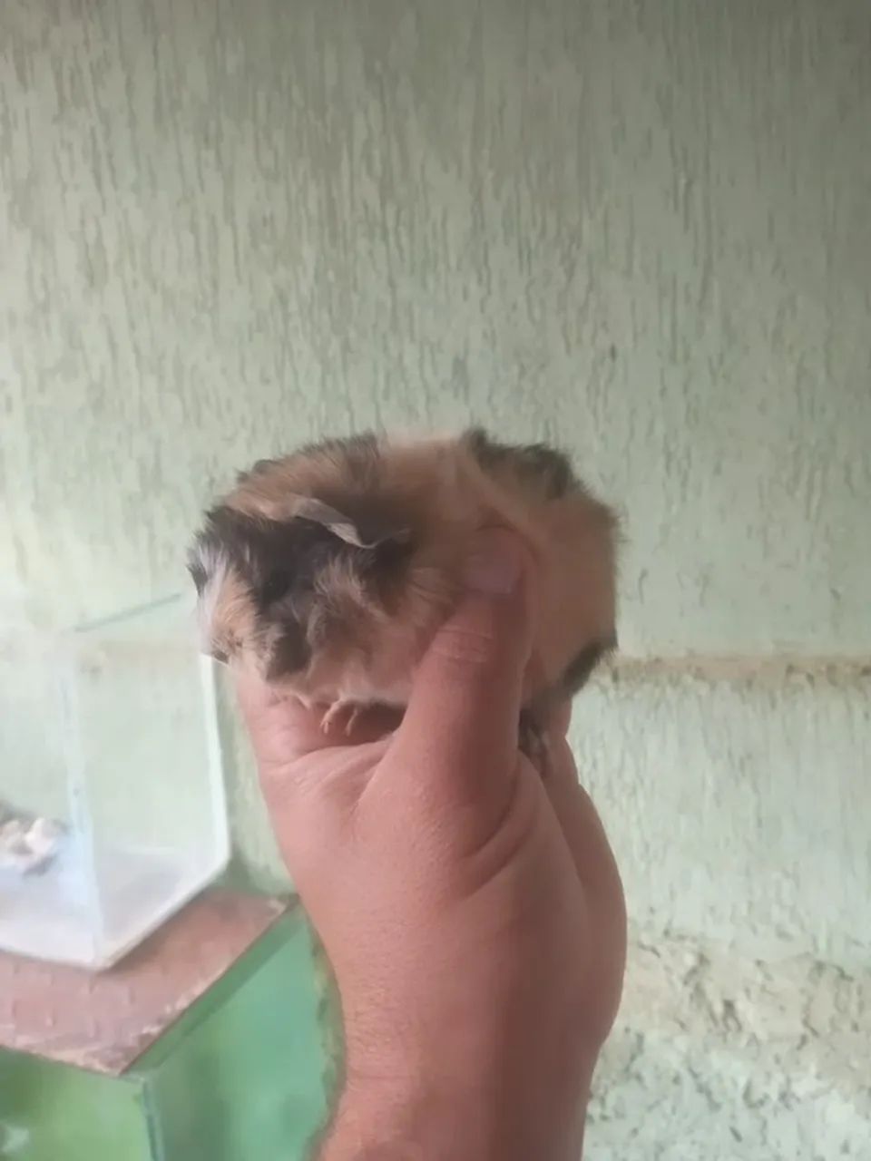 Vendo filhotes de porquinho da Índia abissinio  - Foto 4