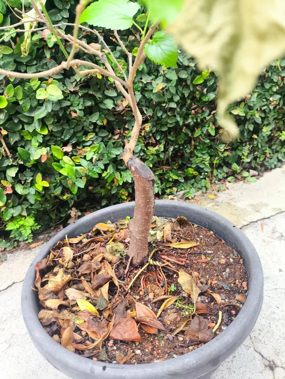 Bonsai Amora  - Foto 3