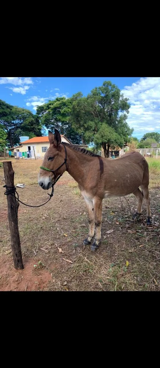 Burro manso