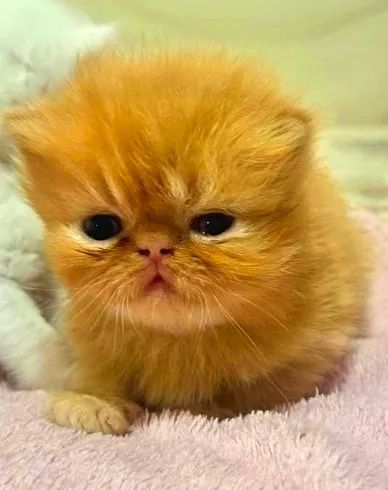 Filhotes persas padrão show, nas cores red, blue e branco. - Foto 2